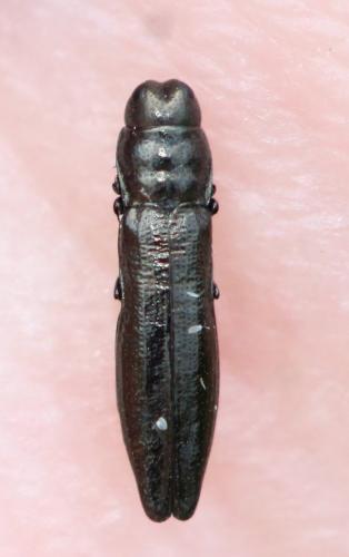 Aphanisticus elongatus